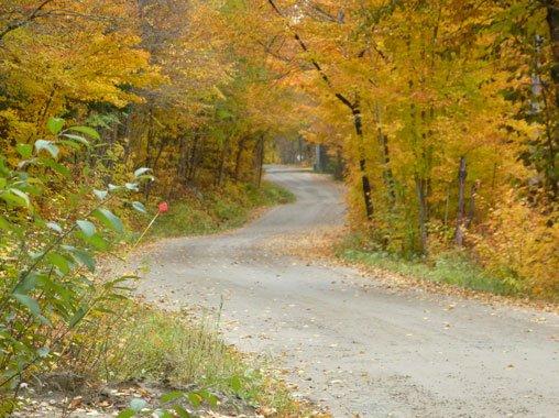 Route à travers la forêt à l'automne alors que les arbres ont revêtu une couleur jaune, municipalité d'Amherst, Laurentides