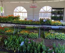 Horticultural market at Lionel-Groulx College