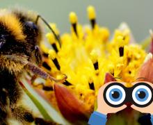 Plongez dans le mystérieux royaume des pollinisateurs